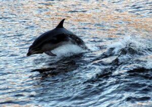 A dolphin leaps from water