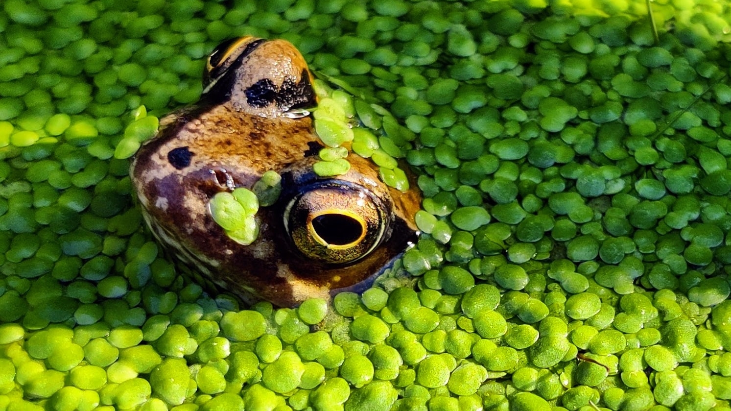 A frog peering out from under a weed-covered pond