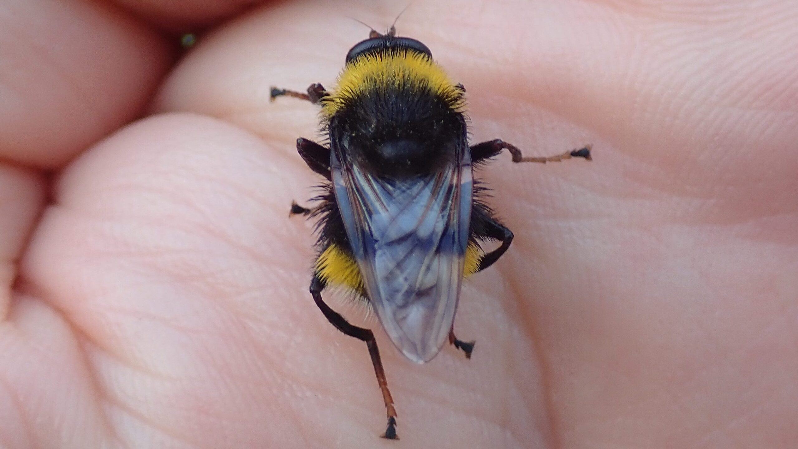 A hoverfly that looks like a bumblebee