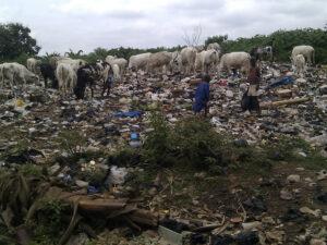 A rubbish dump, with children and cows amongst the waste.