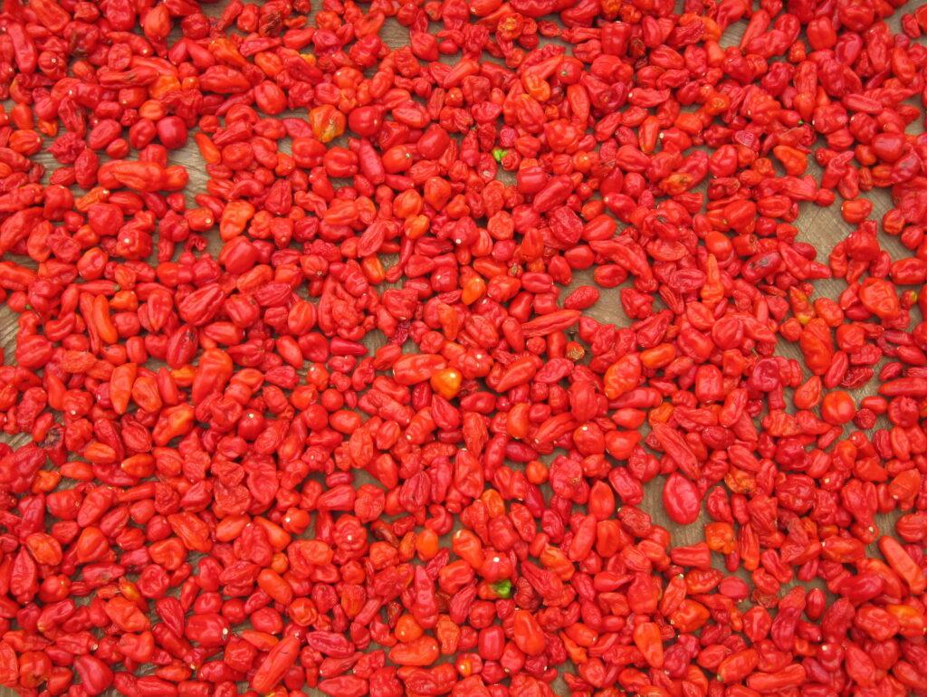 Bright red peppers drying in the sun