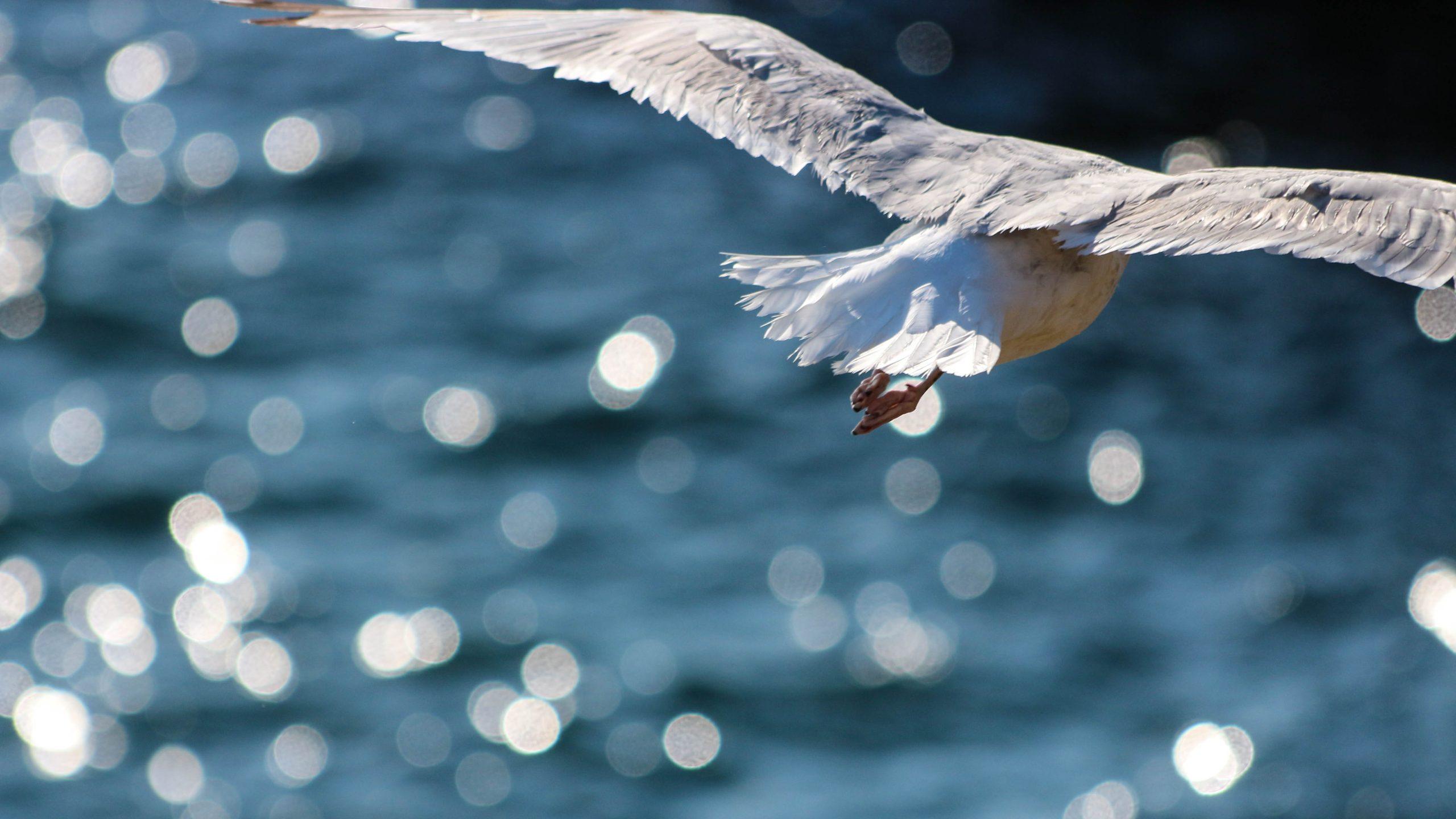 A herring gull in flight away from the camera, the blurred image of the sea in the background with sunlight reflecting from it.