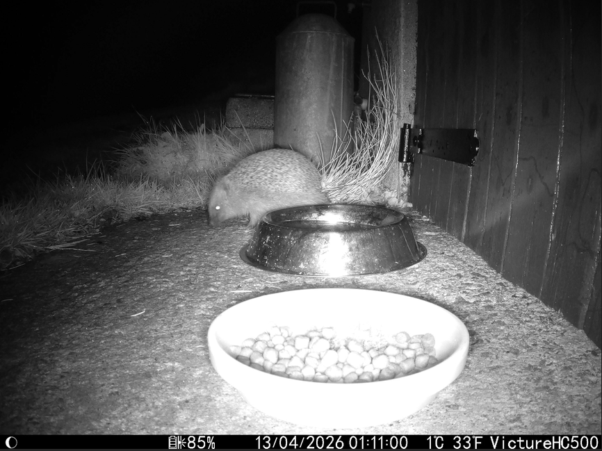 A black and white nighttime photo of a hedgehog near a bowl of dog food.