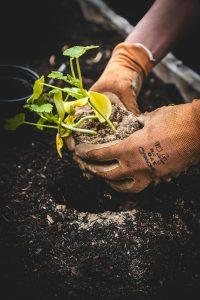 Gloved hands carefully transplanting a young seedling with roots and soil into dark compost.