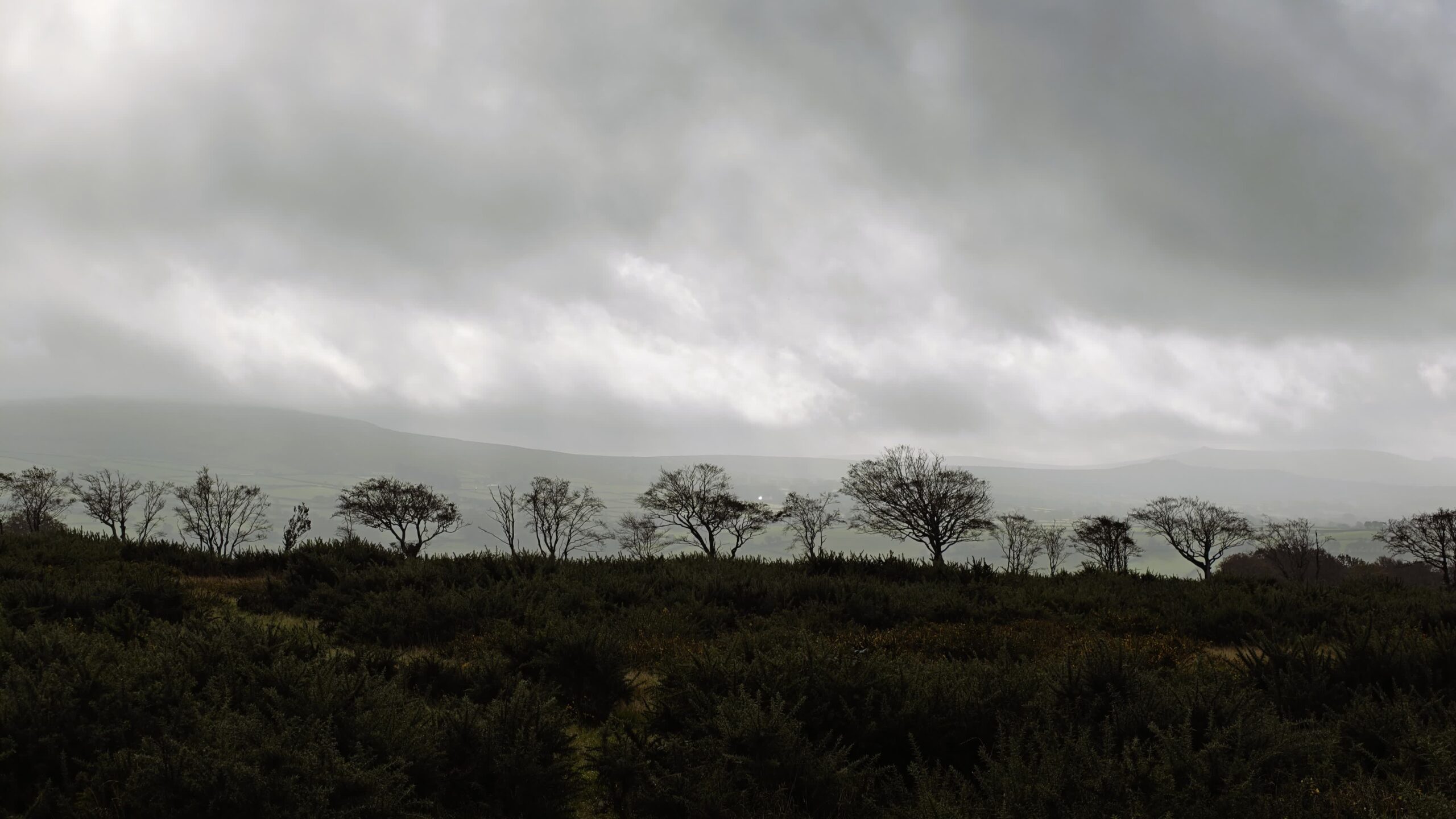 Wind-bent trees silhouetted along a hedgerow above gorse-covered moorland under a heavy, overcast sky